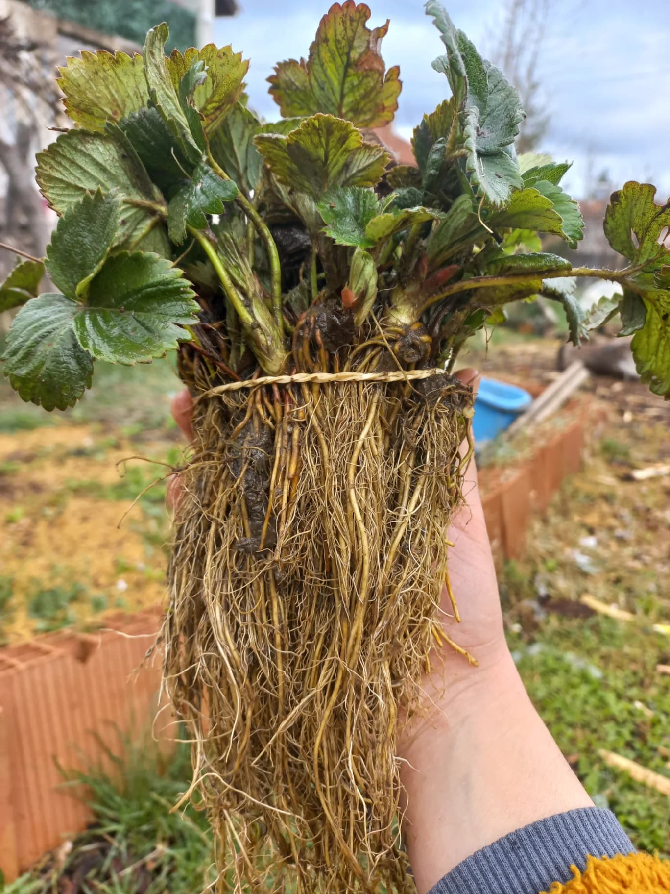 Ягода 'Сезонни сортове Азия клери алба и целогодишни мурано албион фламенко'