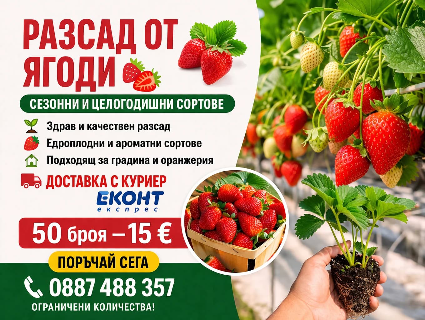 Ягода 'Азия клери алба целогодишни монтереи албион мурано'