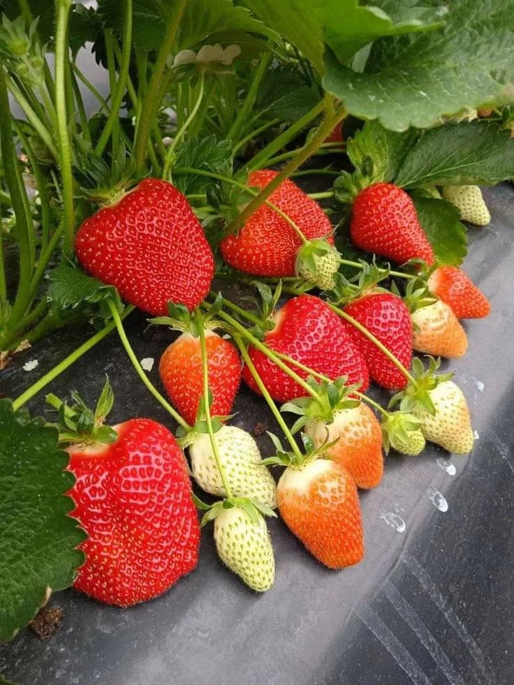 Ягода 'Разсад Ягоди'