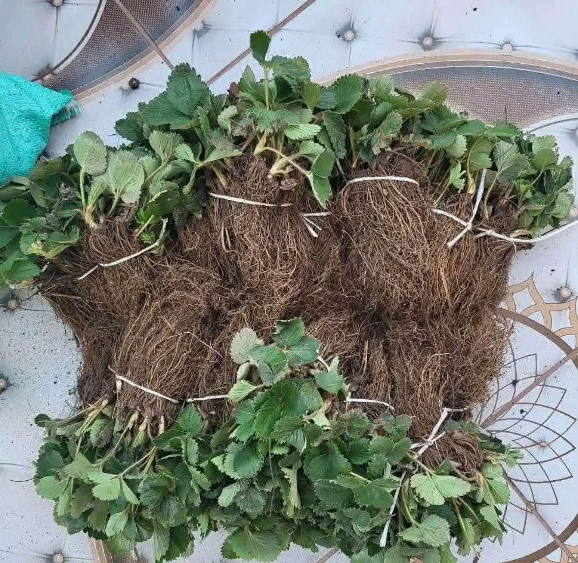 Ягода 'албион мурано'