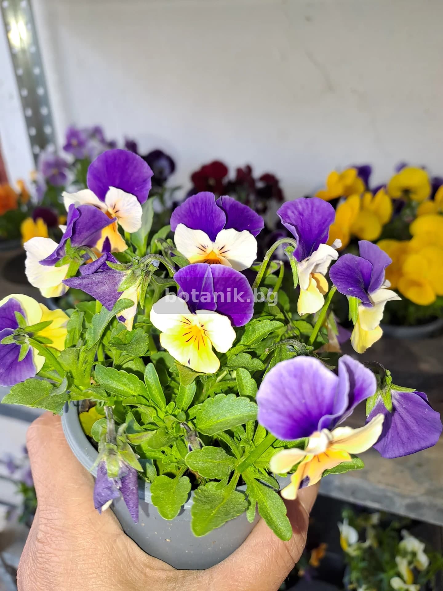 Теменужка 'Студоустойчива за слънце и шарена сянка'