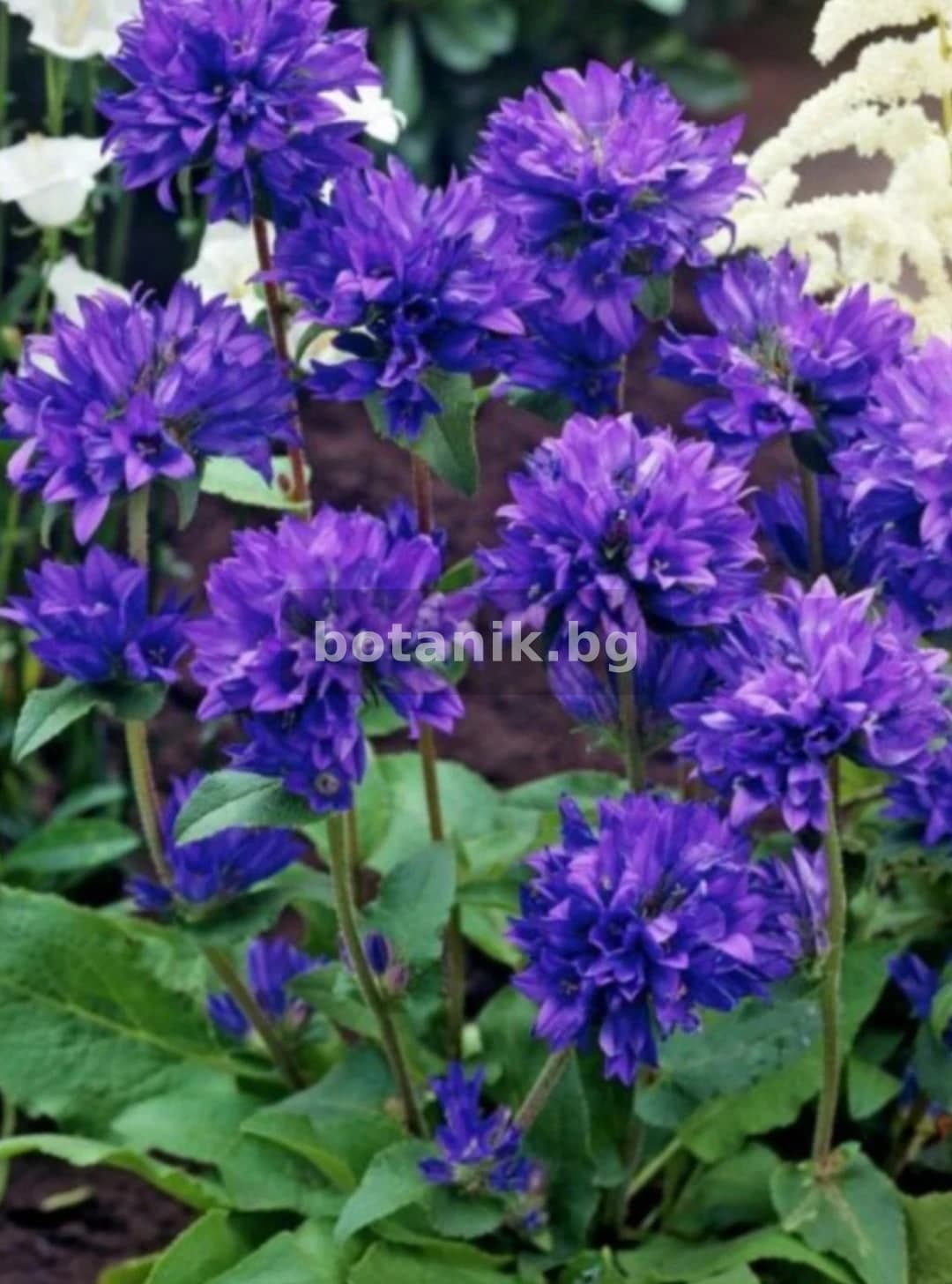 Камбанка 'Студоустойчива за слънце и шарена сянка'