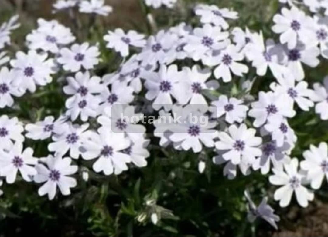 Градински флокс 'Студоустойчива за слънце и шарена сянка'