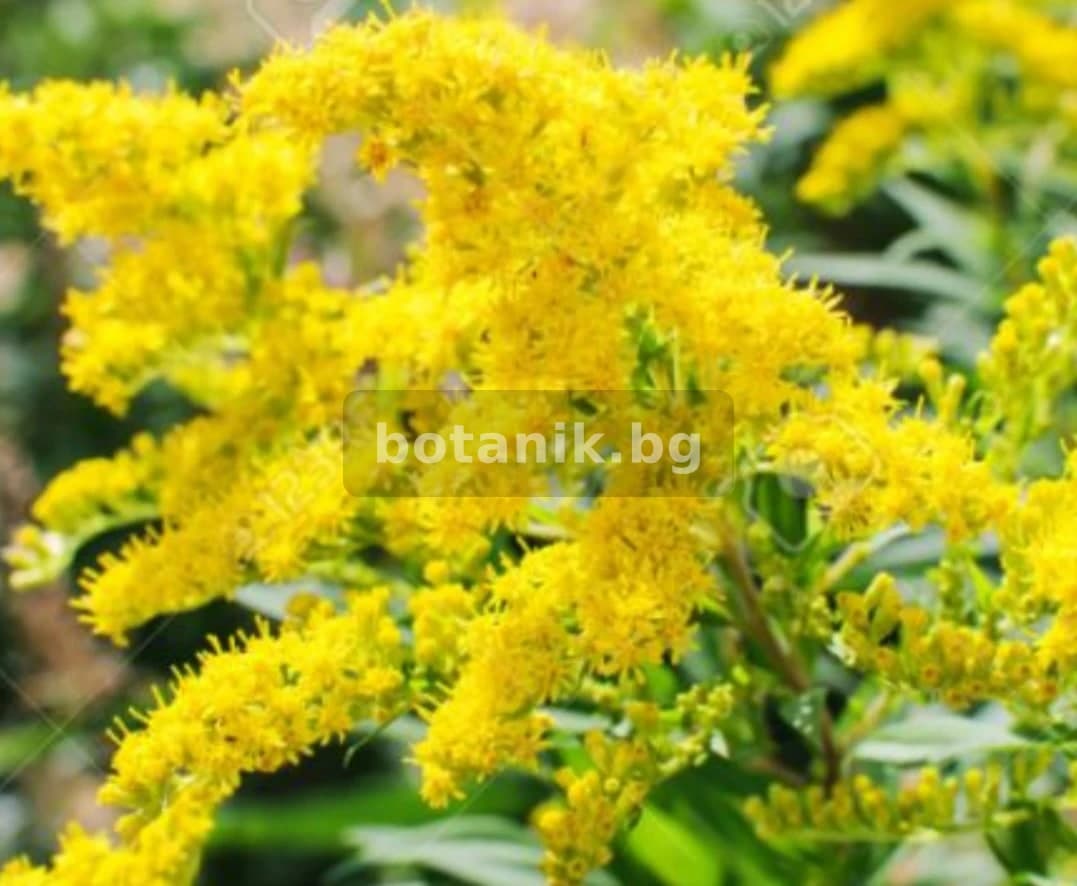 Златна пръчица 'Студоустойчива за слънце и шарена сянка'