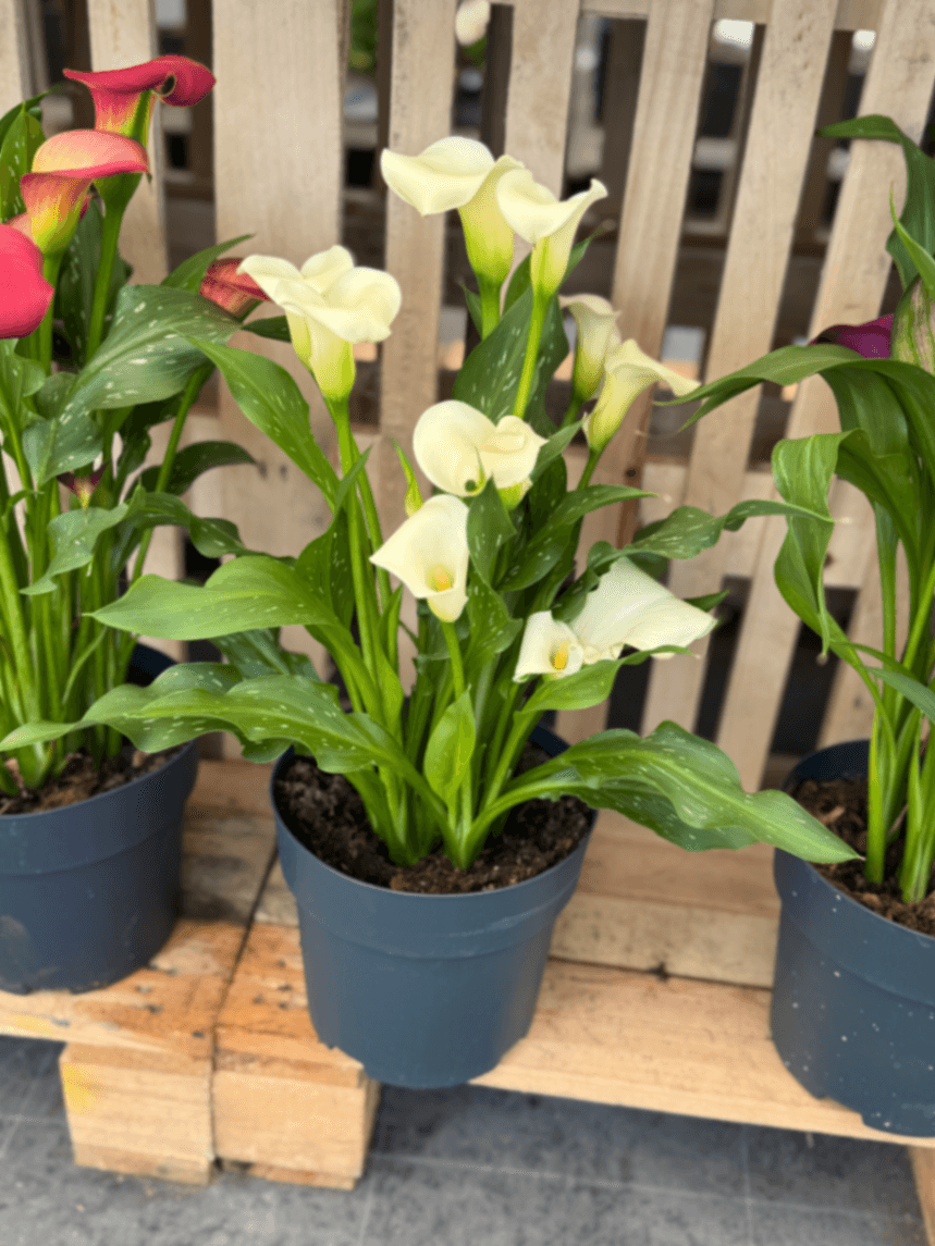 Кала 'Zantedeschia'