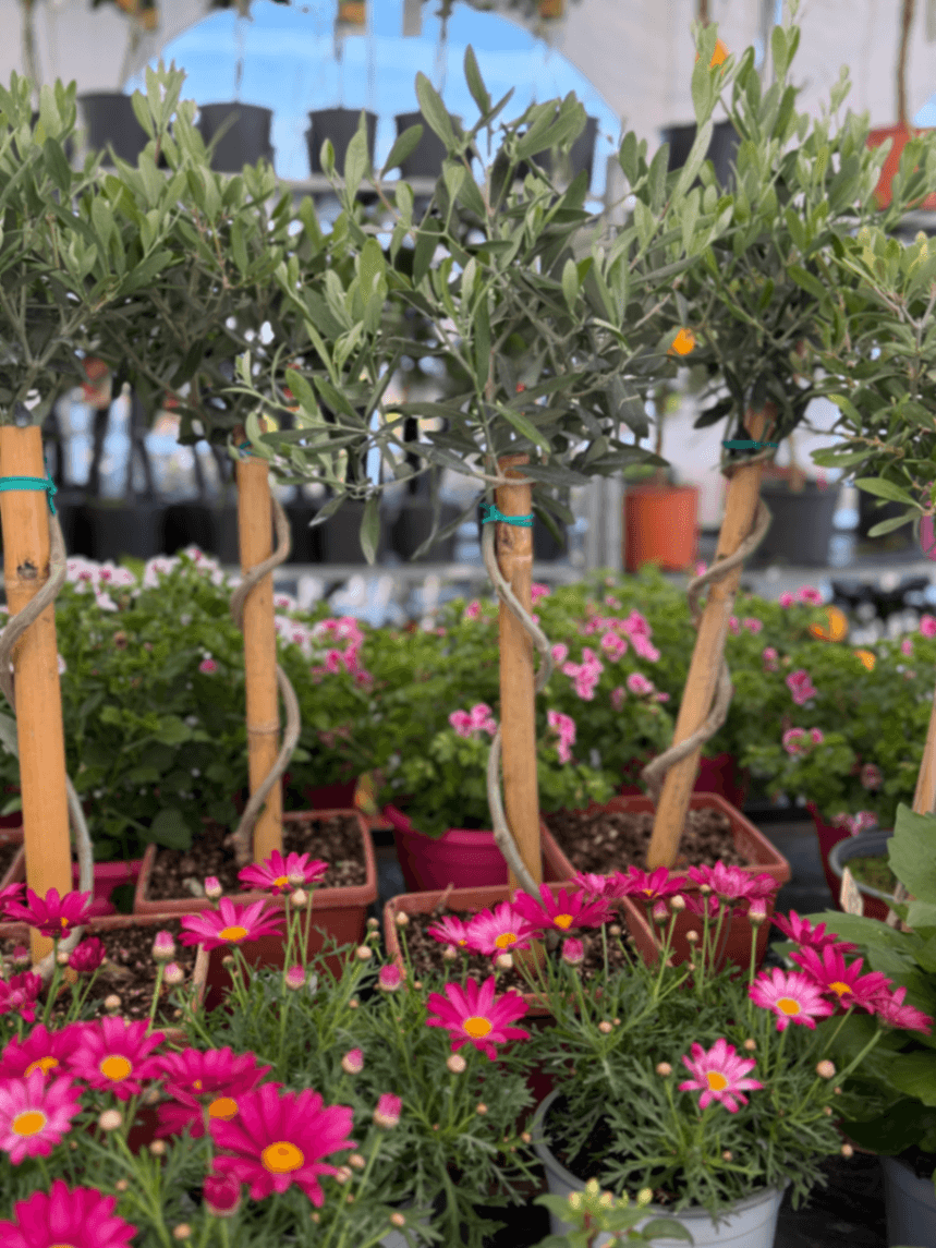 Маслина 'Европаеа'