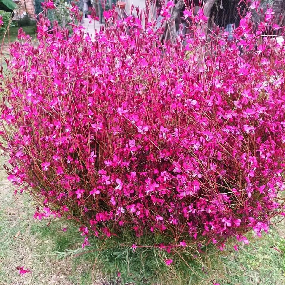 Гаура 'Розова, студоустойчива'