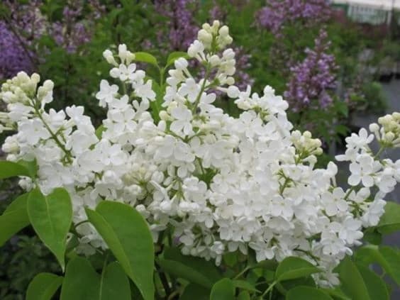 Люляк 'Мадам Флоран Степман'