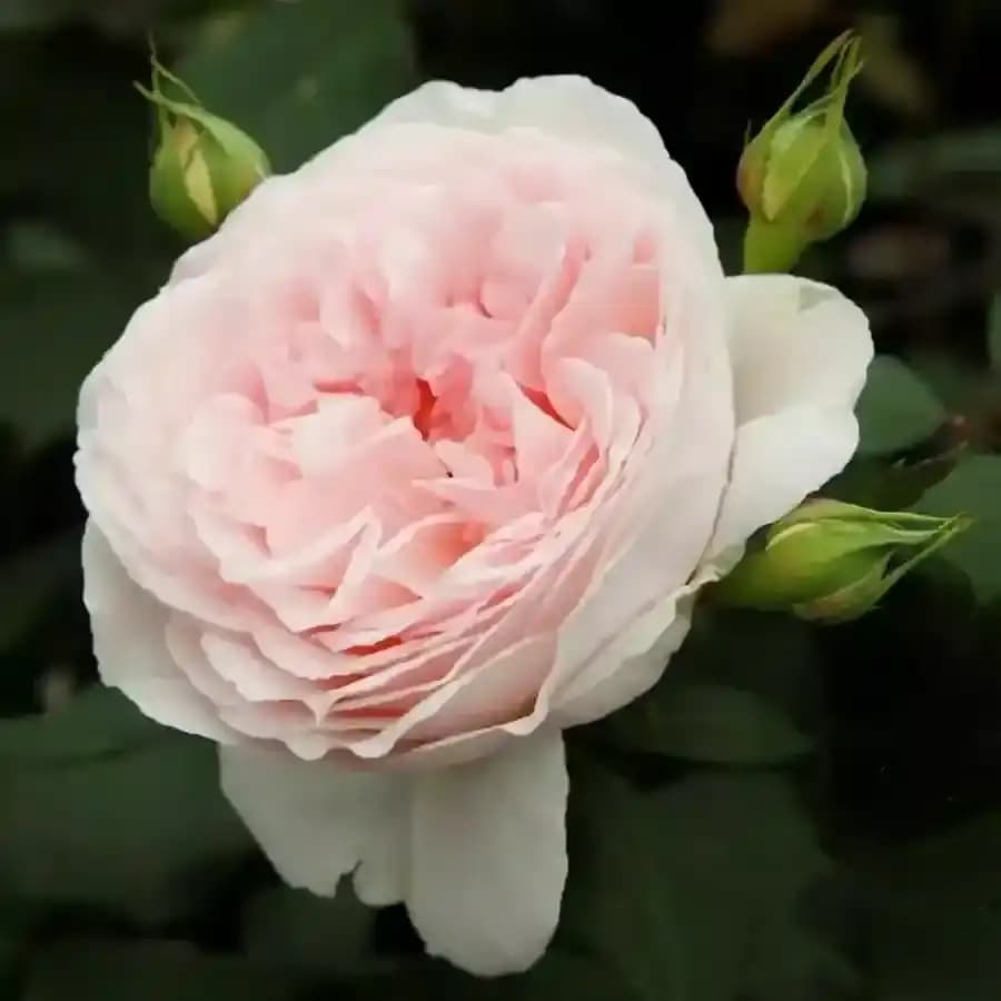 Роза 'Marchenzauber® – Kordes®'