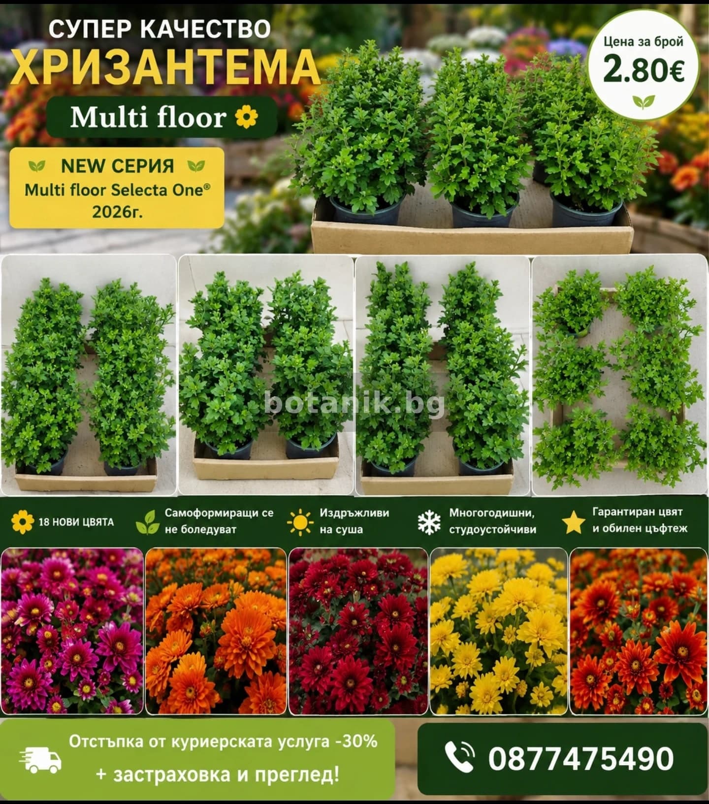Хризантема 'Кълбовидна хризантема'