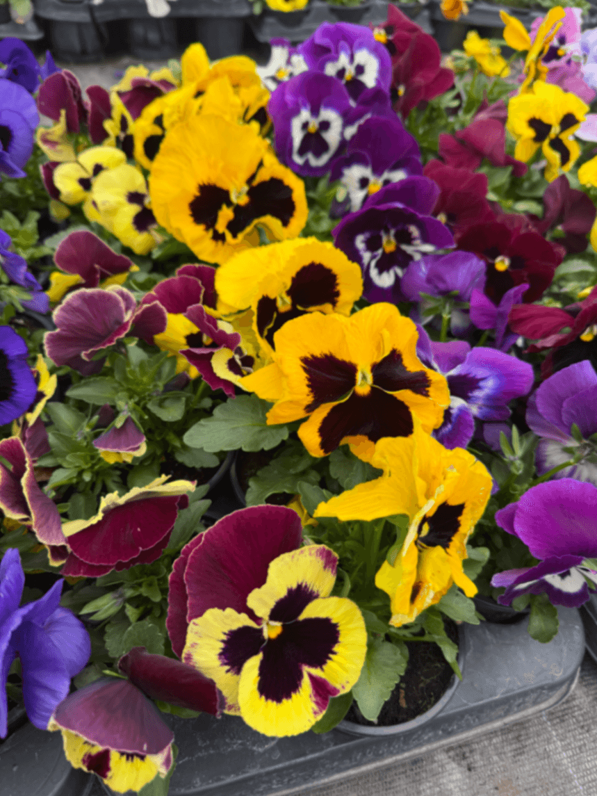 Теменужка 'Теменужки'