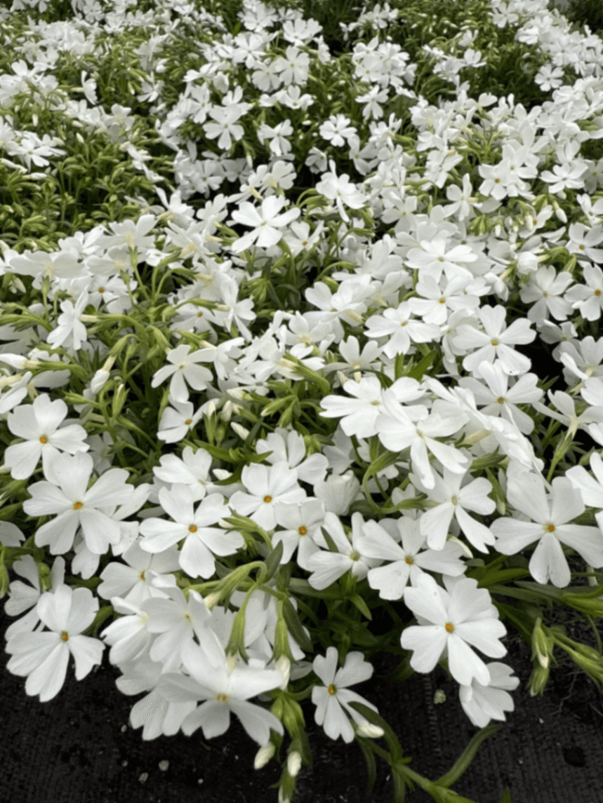 Флокс 'Студоустойчив'