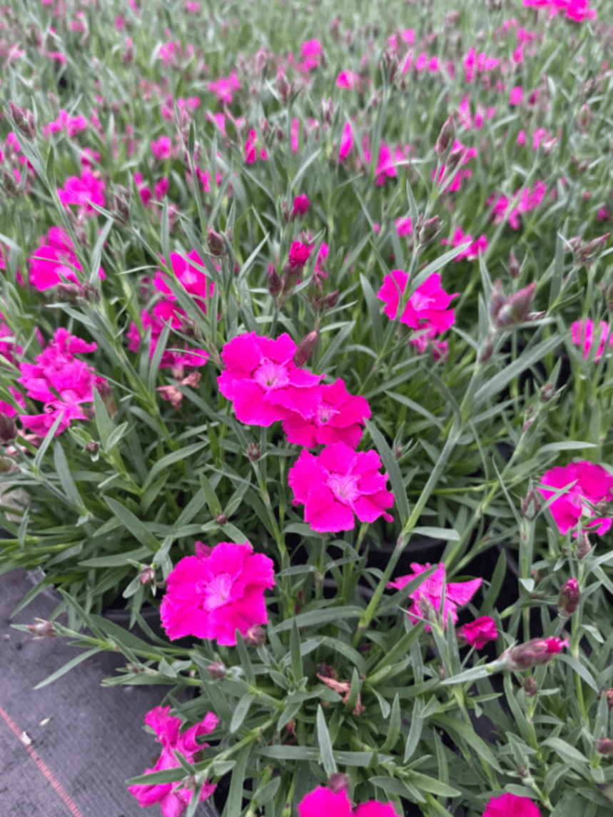 Карамфил 'Студоустойчив'