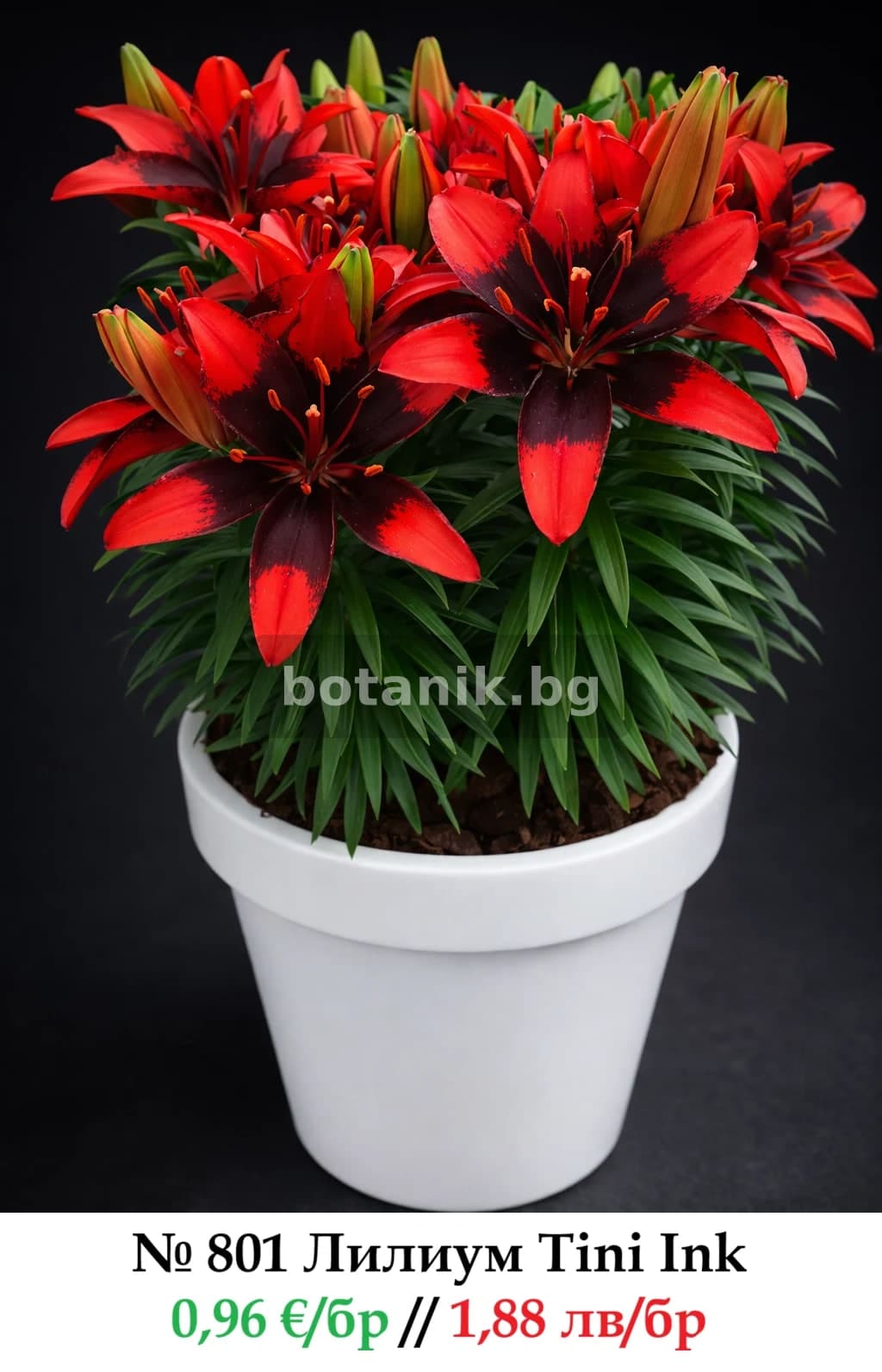 Лилиум / Крин 'Саксийни'