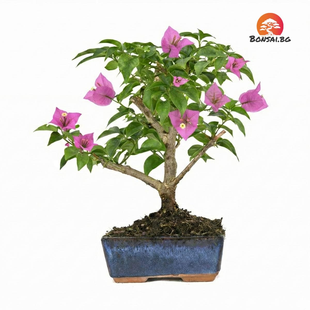 Бугенвилея Червена