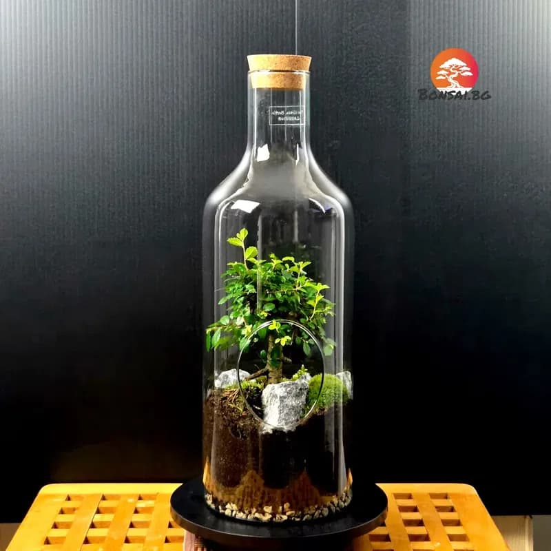 Бамбук Червена