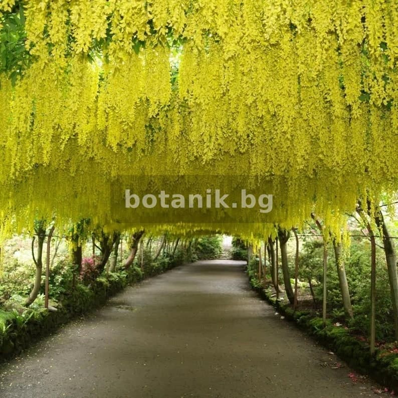 Кьолрейтерия / Дърво златен дъжд 'Laburnum anagyroides'