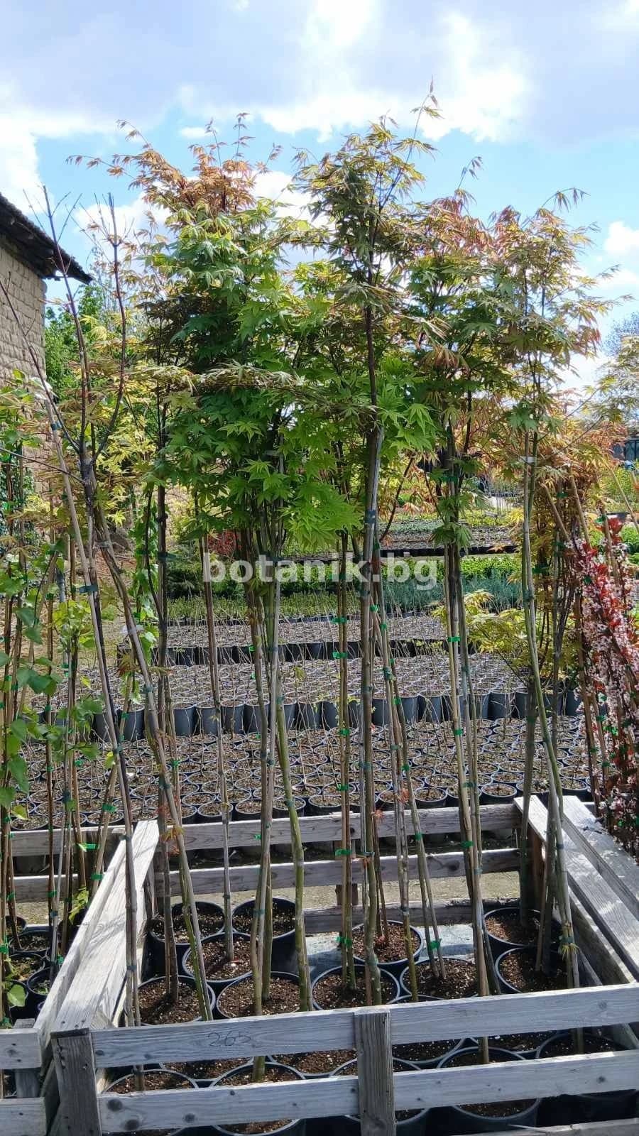 Японски клен 'Acer palmatum ‘Green’'