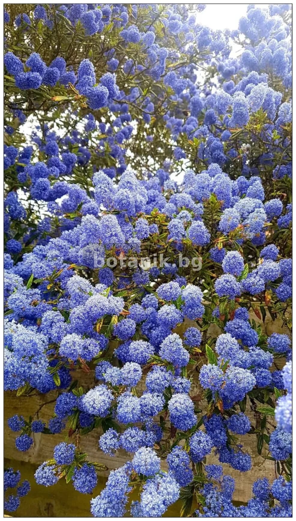 Калифорнийски люляк 'Ceanothus ‘Julia Phelps'