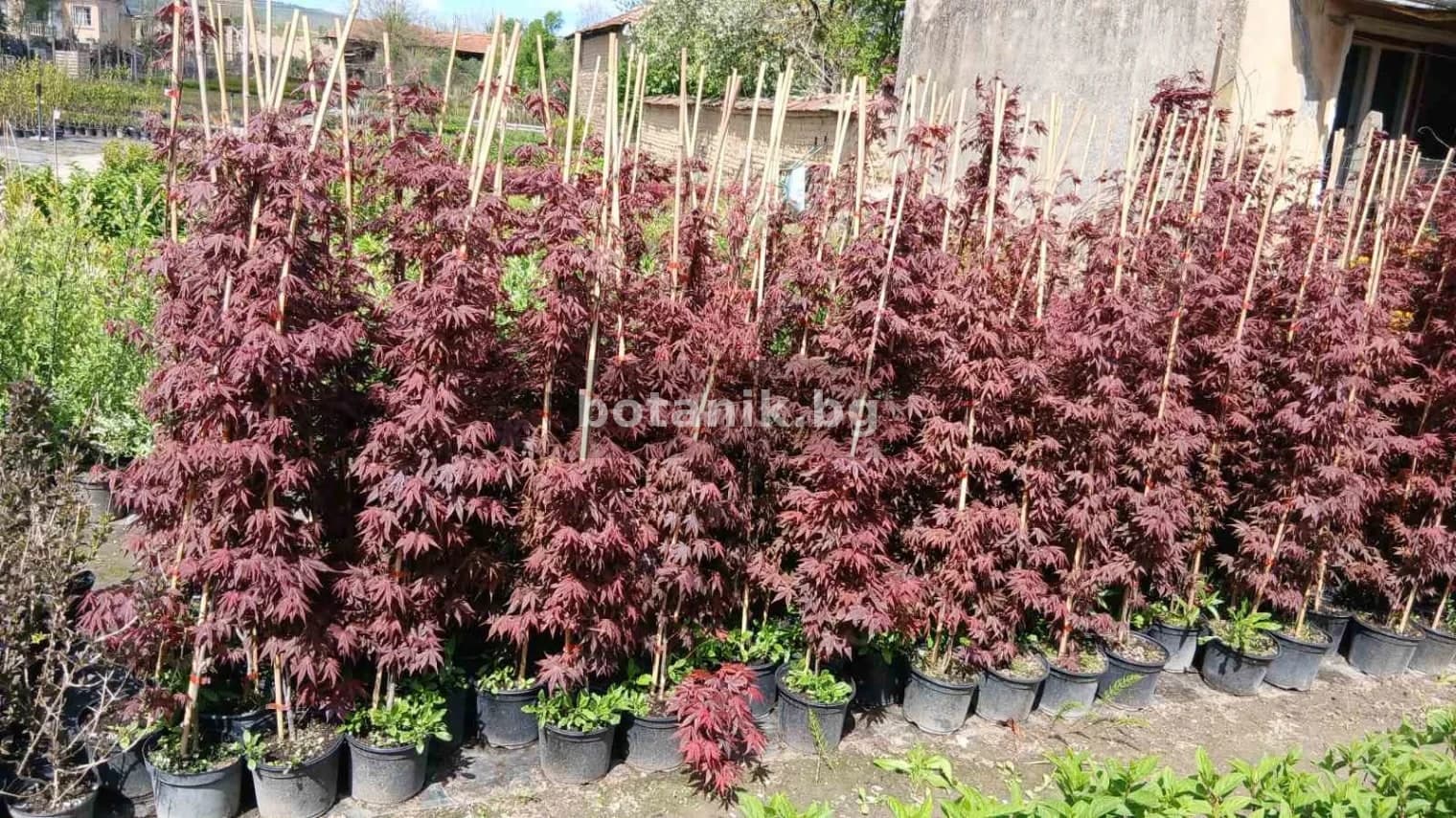 Японски клен 'Червен Acer palmatum ‘Atropurpureum’'