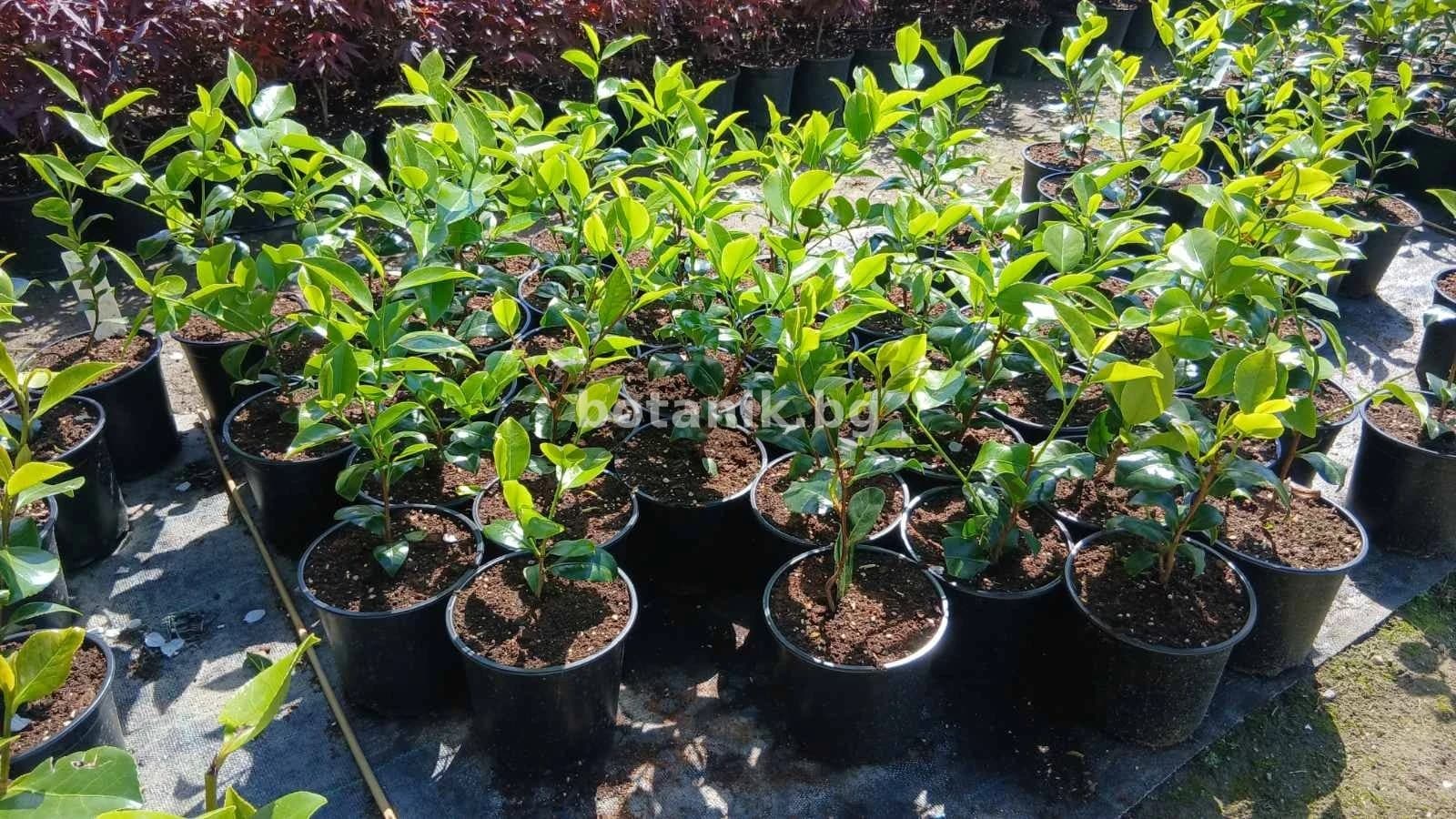 Камелия 'Camellia'