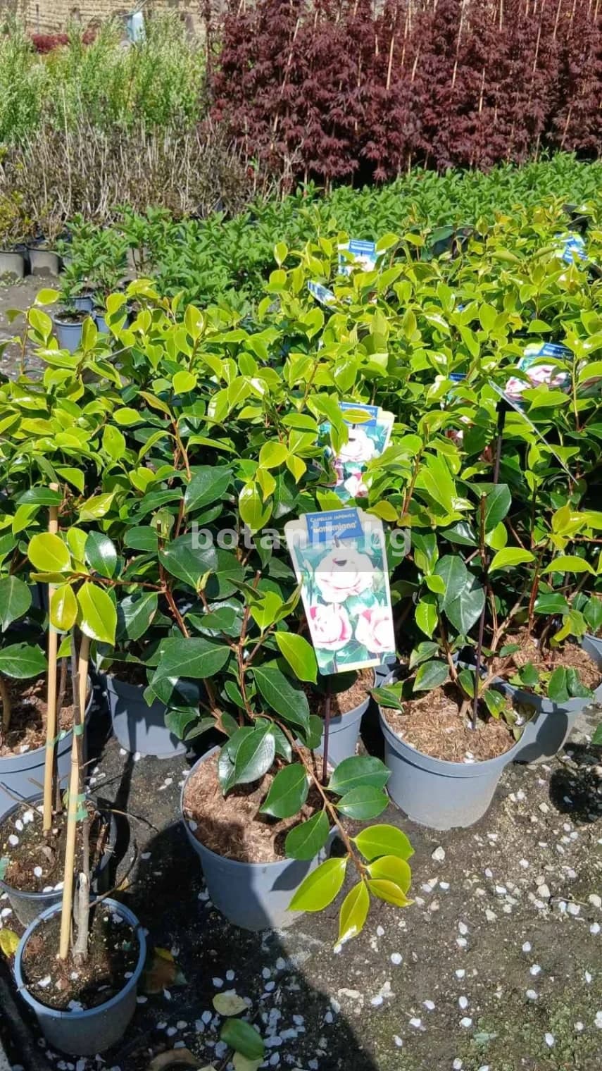 Японска камелия '(Шарена) camellia jap. bonomiana'