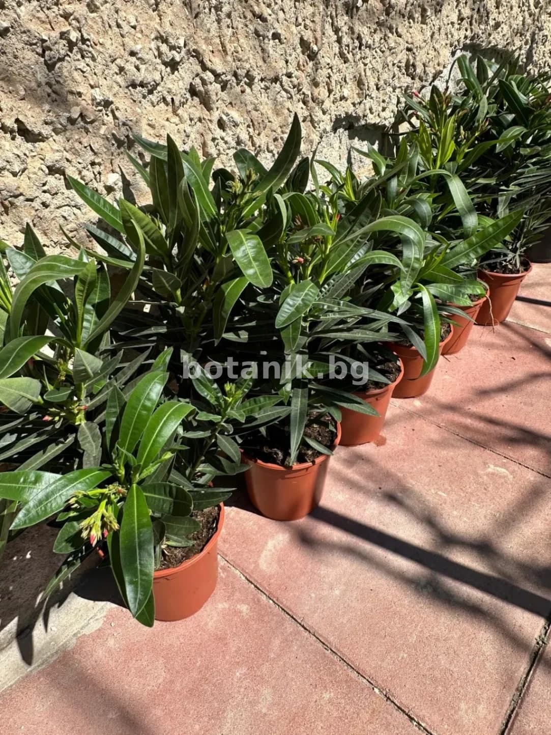 Олеандър / Зокум 'Nerium oleander 40-50см'