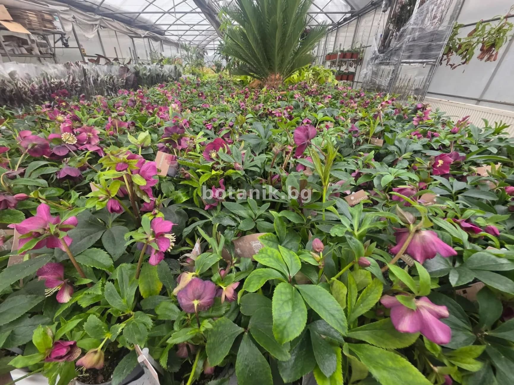 Разсад — Кукуряк '(Helleborus) Размер 10-15см'