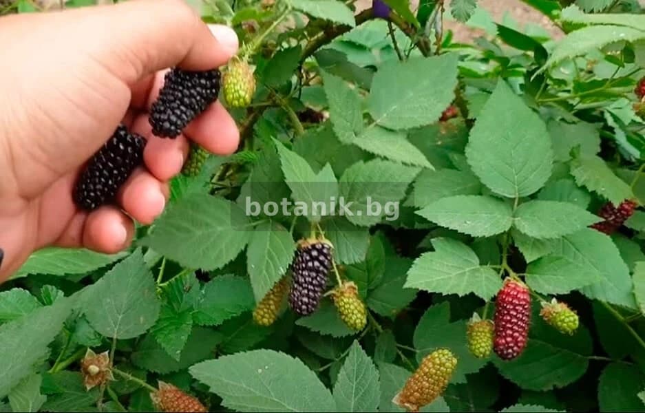 Разсад — Къпина 'Карака Блек ГИГАНТ'