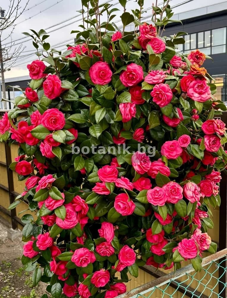 Камелия 'Червена / Camellia red'