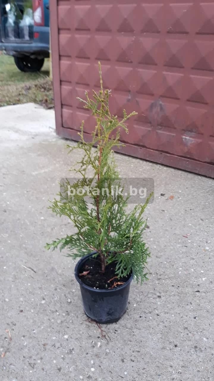 Западна туя 'Брабант- Thuja Braband'