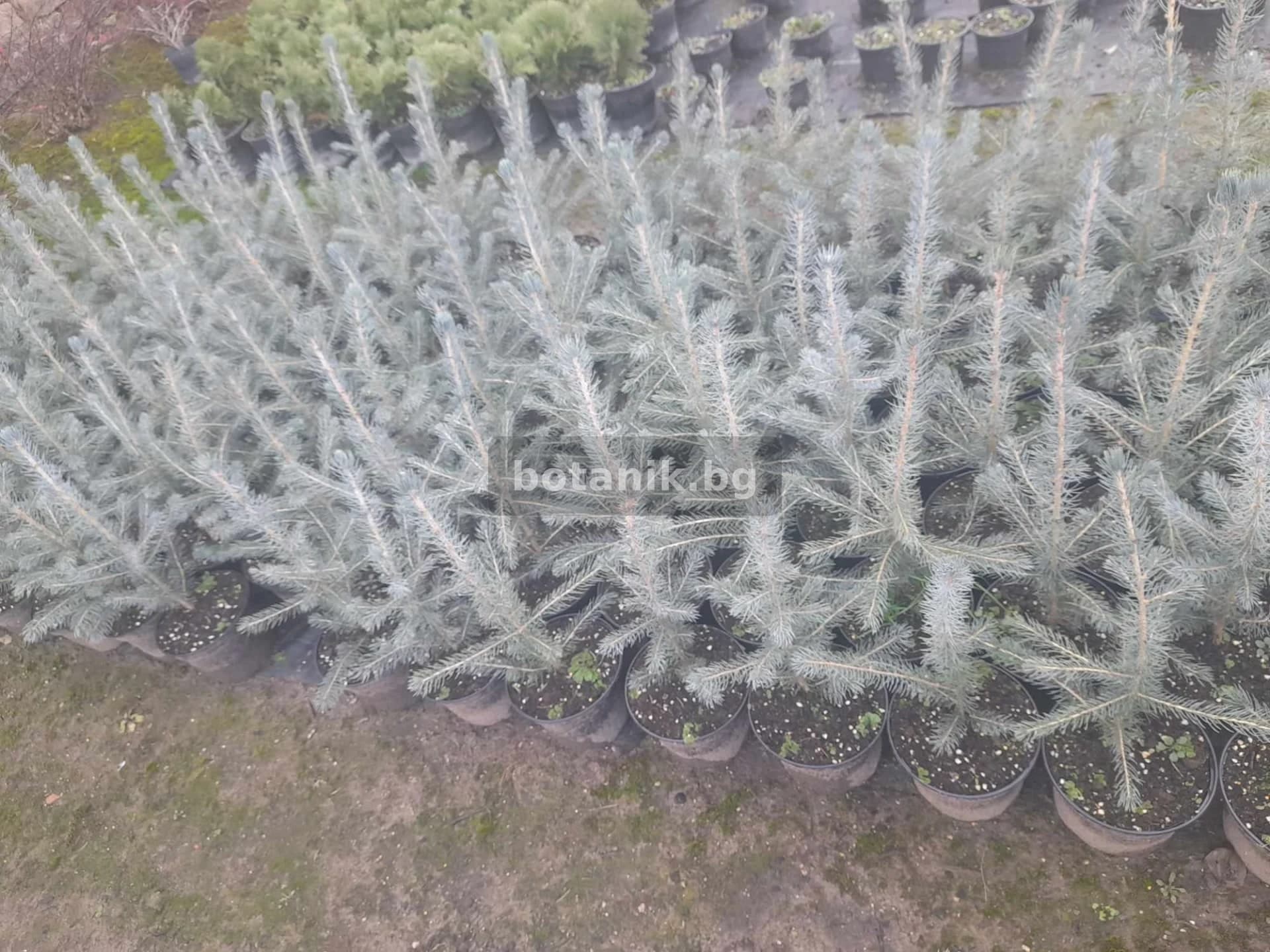 Син смърч 'Сребрист Смърч - picea pungens'
