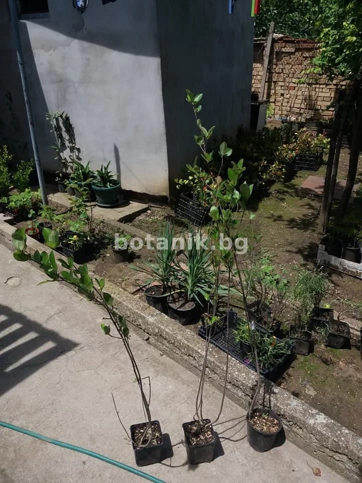 Разсад — Арония 'Aronia melanocarpa'