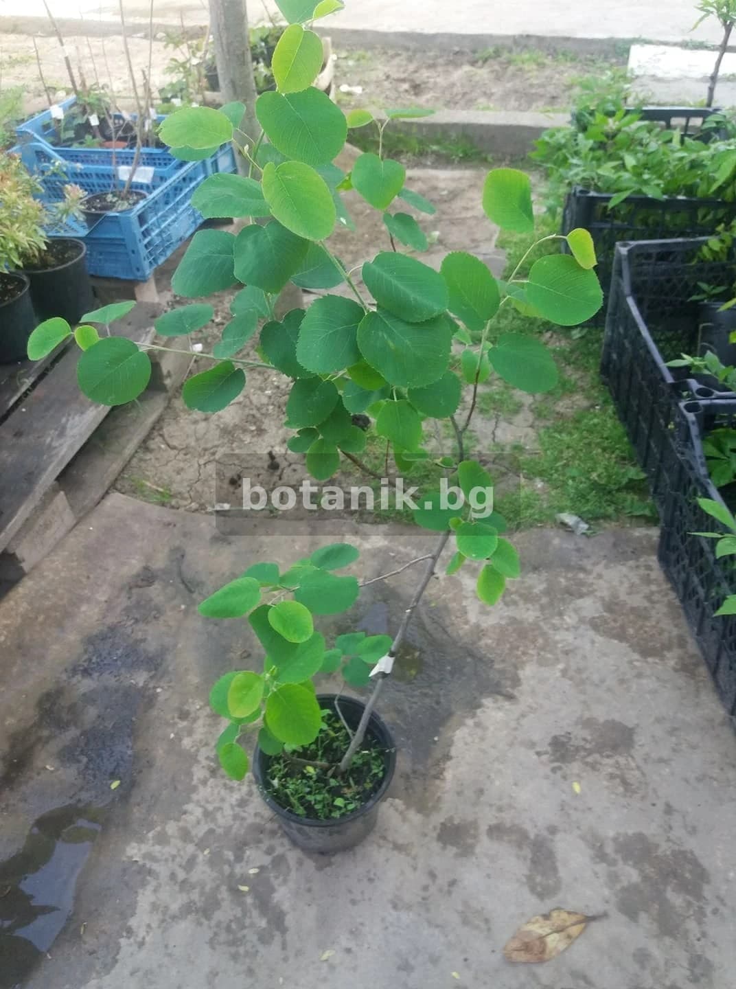 Разсад — Амеланхиер 'Amelanchier Размер 70-90см'