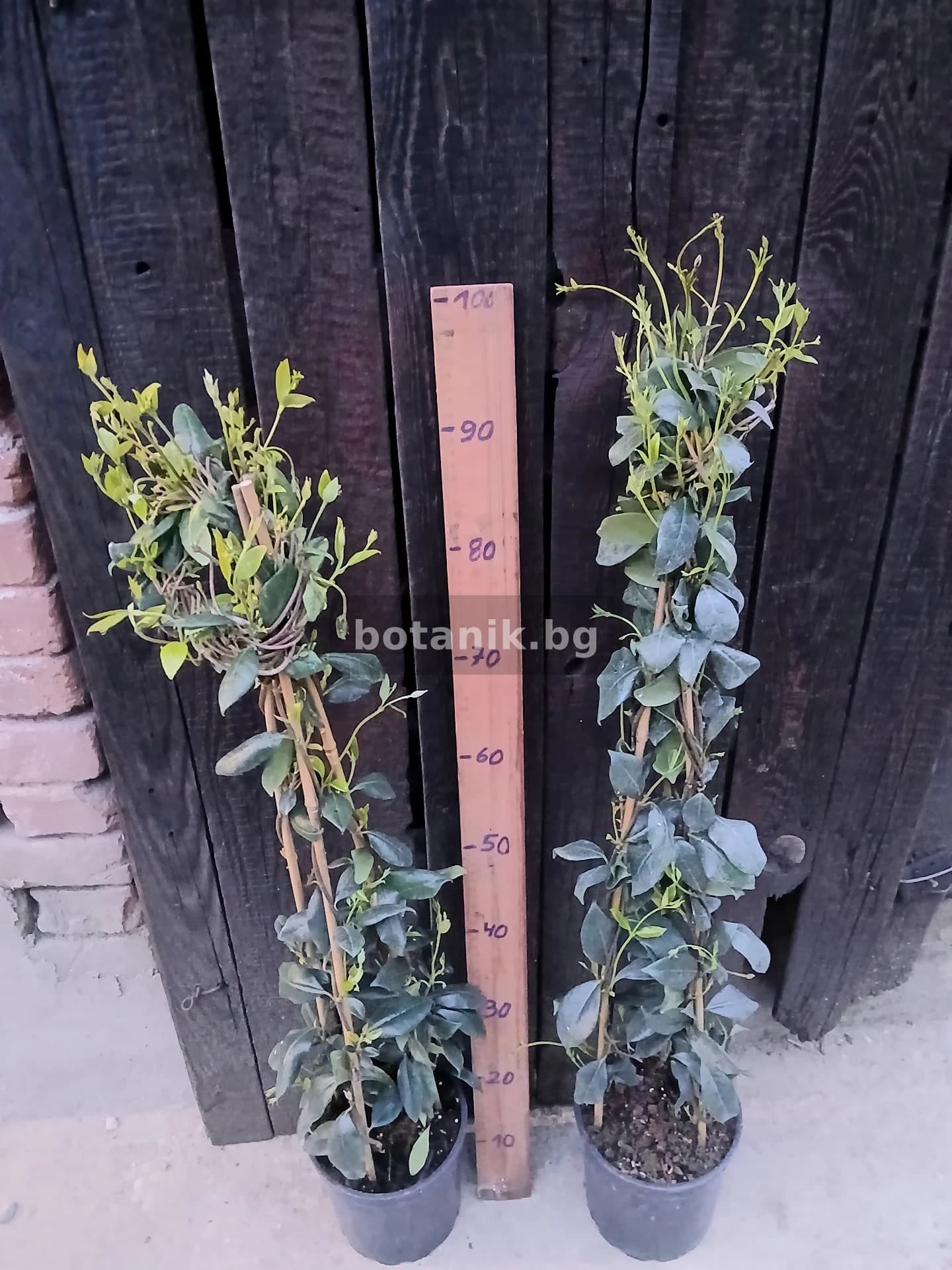 Звезден жасмин 'Жасмин'