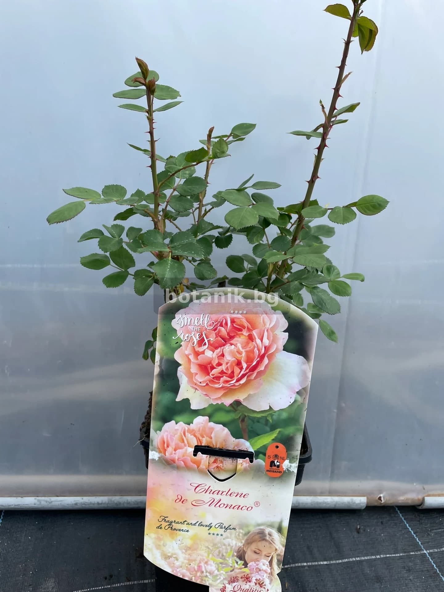 Роза 'Роза Charlene de Monaco®'