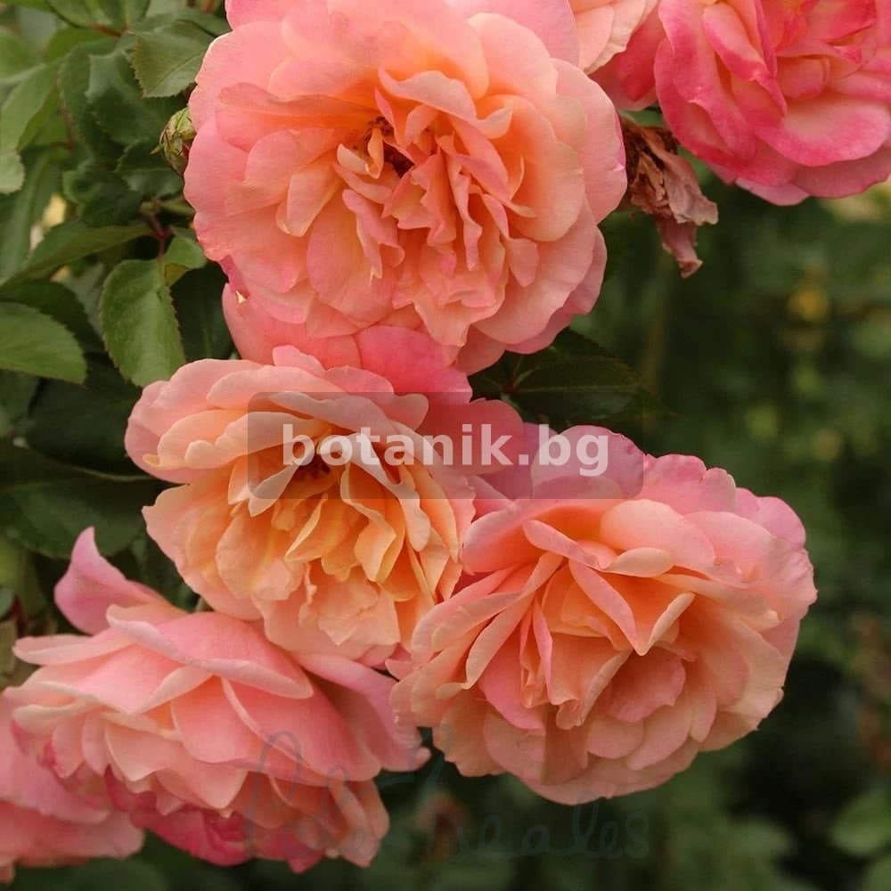 Катерлива роза 'Роза Peach Melba®'