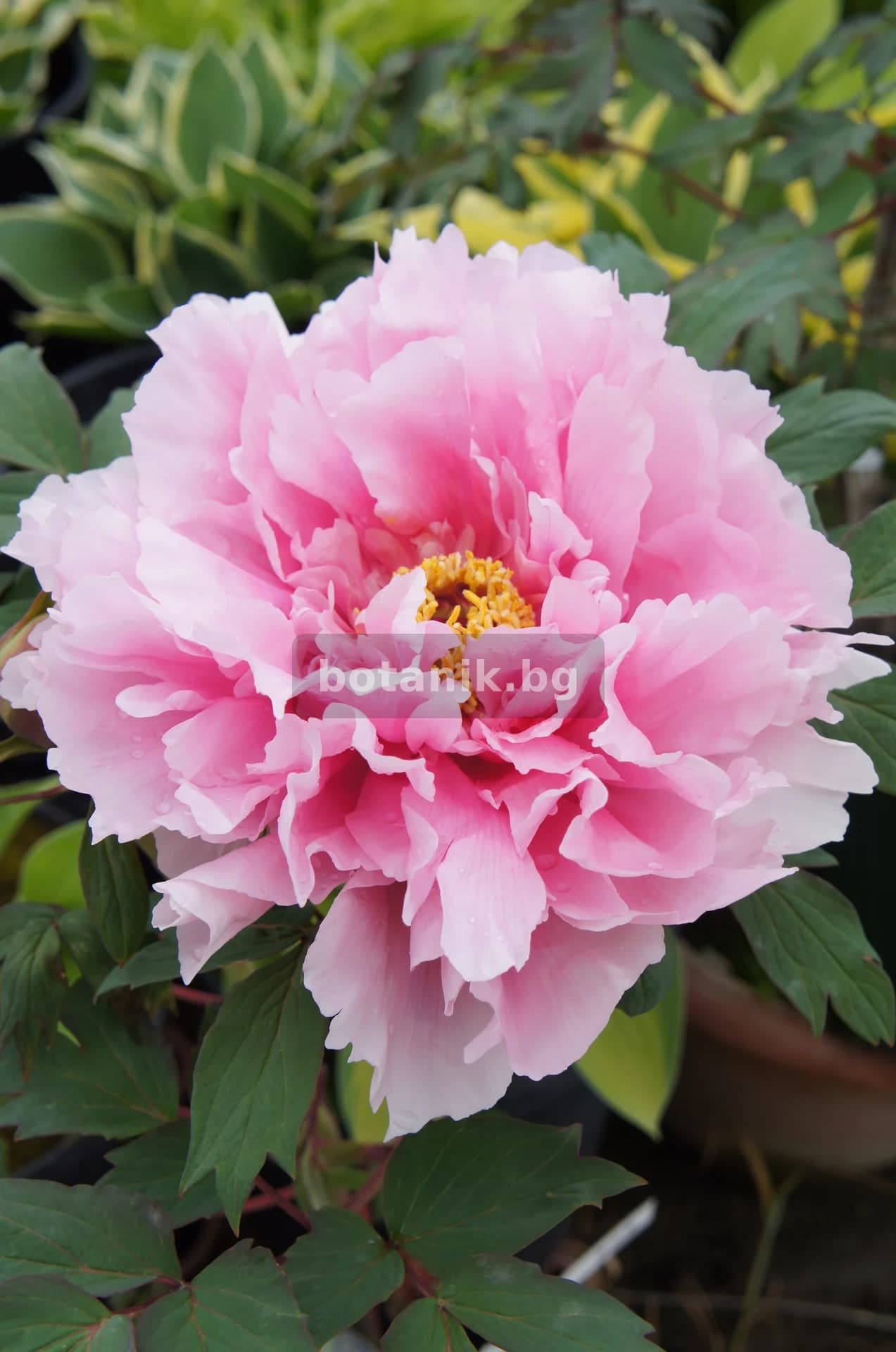 Божур 'Дървовидни божури Paeonia suffruticosa'