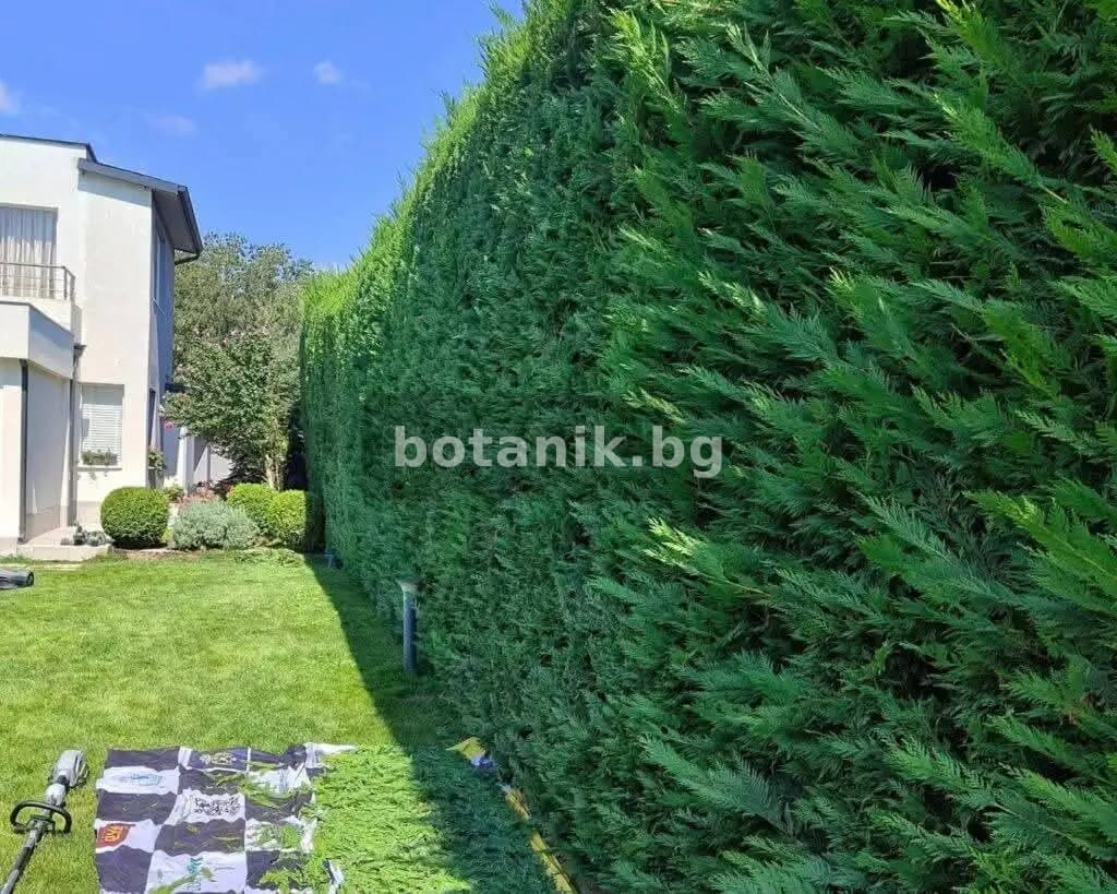 Италиански кипарис 'Лейланд'