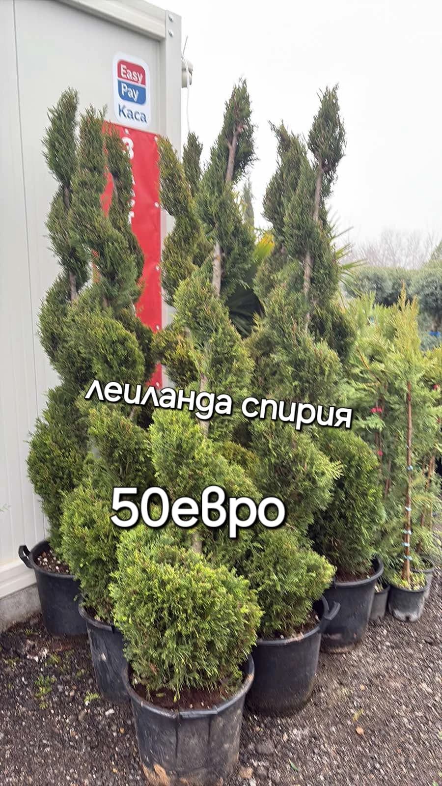 Аризонски кипарис 'Студоустойчиви'